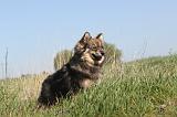 CHIEN FINNOIS DE LAPONIE 013